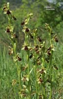 240Ophrys-virescens4
