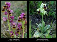 242Ophrys-tenthredinifera