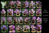 242Ophrys-tenthredinifera6N