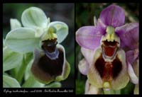 242Ophrys-tenthredinifera9
