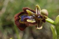 243Ophrys ciliata Parahou st1 020509 (26)