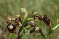 243Ophrys ciliata Parahou st1 020509 (33)