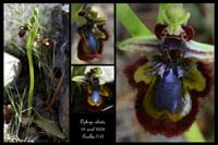 243Ophrys-ciliata2