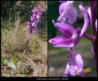 252Orchis-olbiensis2