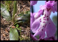 252Orchis-olbiensis8