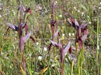 264Serapias-strictiflora
