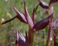 264Serapias-strictiflora3