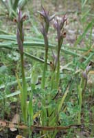265Serapias-parviflora