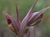265Serapias-parviflora2
