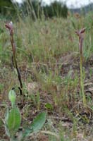 265Serapias-parviflora4