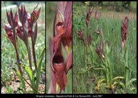 266Serapias-vomeracea5