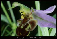 27-Ophrys-apifera