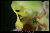 28-Ophrys-apifera