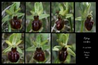 3 Ophrys aranifera4