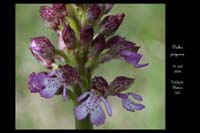 31 Orchis purpurear
