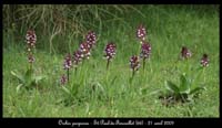 33-Orchis-purpurear