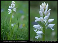 39-Orchis-militaris2