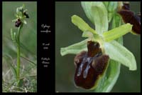 4 Ophrys aranifera8