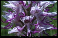 41 Orchis simia