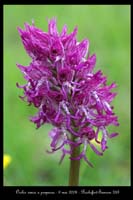 49 Orchis simia x purpurea