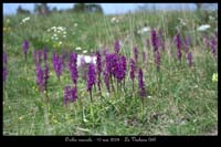 49aOrchis mascula