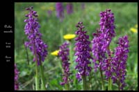49aOrchis mascula10
