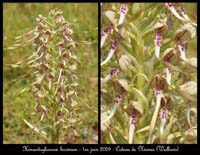 51 Himantoglossum-hircinum-Nismes-010609-(117)