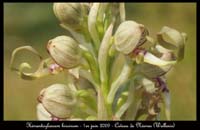 51 Himantoglossum-hircinum-Nismes-010609-(29)
