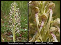 52 Himantoglossum-hircinum-Nismes-010609-(125)