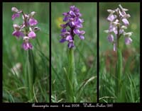 56 Anacamptis-morio-Wallers-Trelon-040508-(27)