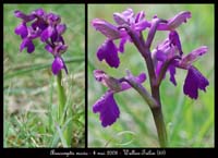 57 Anacamptis-morio-Wallers-Trelon-040508-(37)