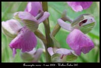 58 Anacamptis-morio5