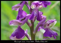 59 Anacamptis-morio-Baives-040508-(127)