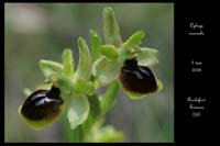 6 Ophrys araneola3