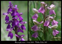 61 Anacamptis-morio-Wallers-Trelon-040508-(32)