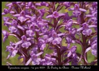 62-Gymnadenia-conopsea