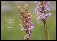 63-Gymnadenia-conopsea