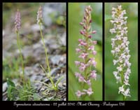 64 Gymnadenia odoratissima