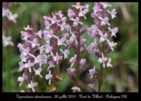 65 Gymnadenia odoratissima