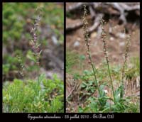66-Epipactis-atrorubens