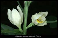 67 Cephalanthera-damasonium3