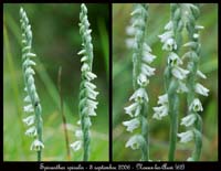 68-Spiranthes-spiralis