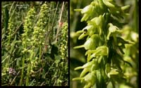 69-Herminium-monorchis3