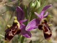 70 Ophrys-scolopax3