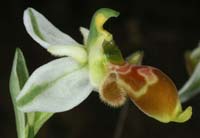 71 Ophrys-scolopax13