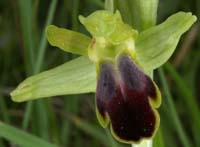 71 Ophrys-sulcata2