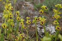 74-Ophrys-lutea-Marcorignan-290409-(75)