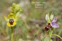 75-Ophrys-lutea-&-scolopax-Talairan-300409-(28)