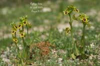 76-Ophrys-lutea--Bages-220409-(56)