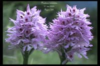 77 Neotinea tridentata